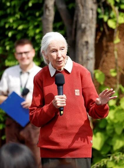 Hvězda křtin gorilí holčičky Jane Goodallová (90): Od žížal k životu mezi šimpanzi!