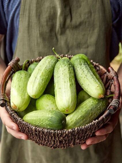 Cucumber, Pick a Bushel Hybrid