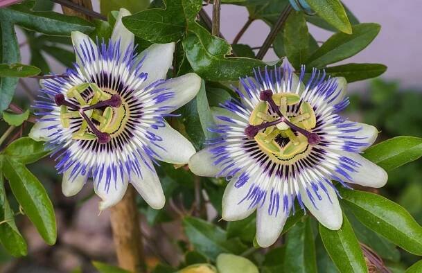Pasiflora caerulea resistente