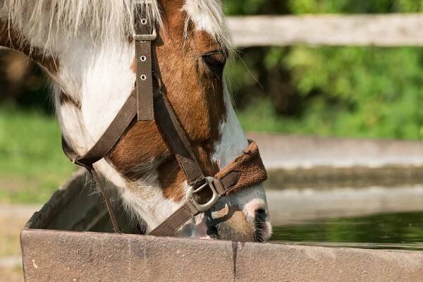 Pferd trinkt nicht aus Tränke