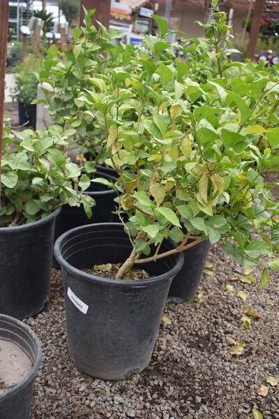 Arabian Jasmine