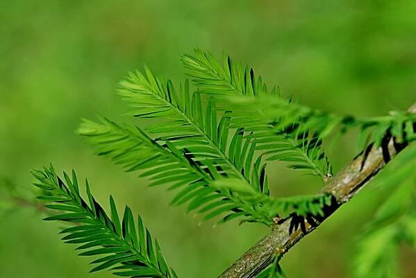 Tisovec dvouřadý - Taxodium distichum 5