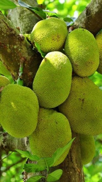 How to grow 'Kathal' or Jackfruit in the home garden