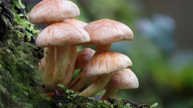 Nearly 1 in 3 Studied Fungi Threatened With Extinction