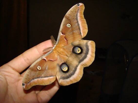 Antheraea polyphemus — “Polyphemus moth” | Welcome, visitor!