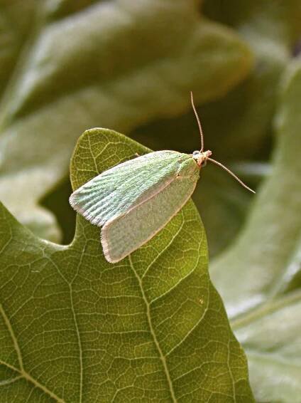 Green Oak Tortrix
