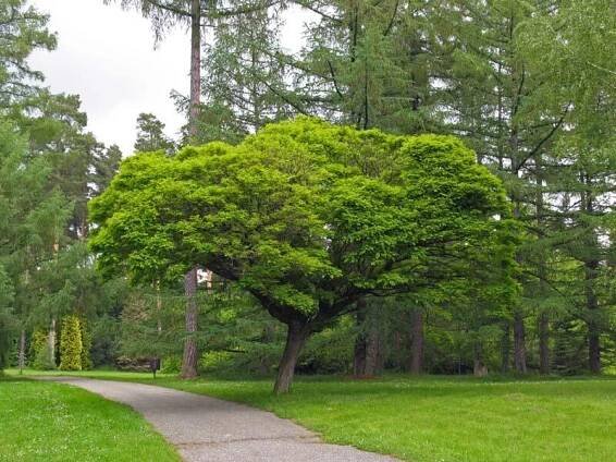 Trnovník akát 'Umbraculifera'