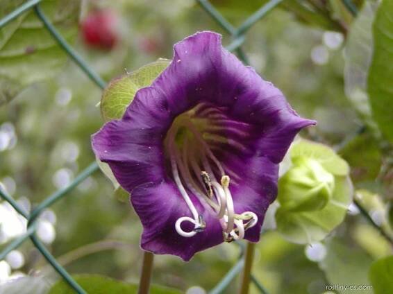 Vilec šplhavý (Cobaea scandens), květy, květenství