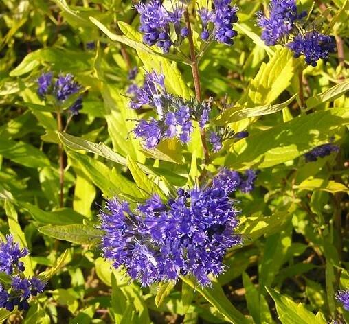 CARYOPTERIS 'WORCESTER GOLD' BARBULA KLANDONSKÁ