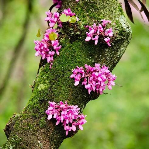Zmarlika Jidášova - Cercis siliquastrum - semena - 6 ks