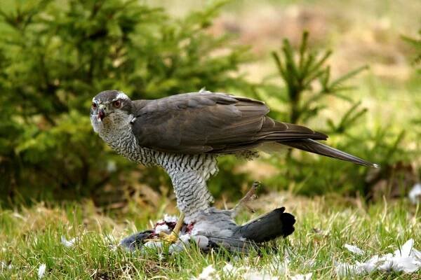 Accipiter gentilis - jestřáb lesní