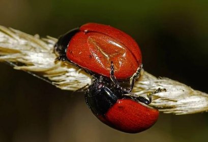červený brouk, příroda, beruška, bezobratlí, hmyz, divoká zvěř, členovců