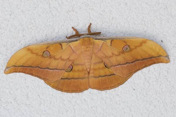 Antheraea