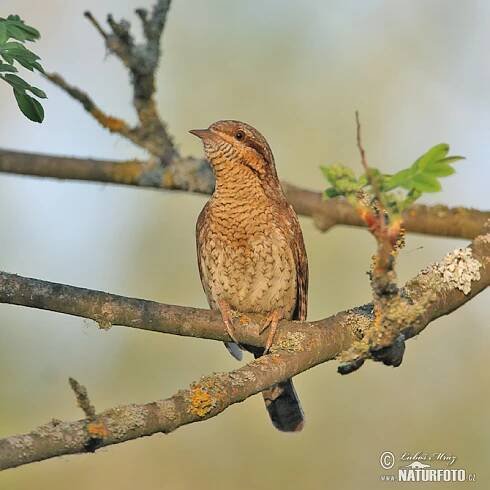 Krutihlav obecný | Naturfoto.cz