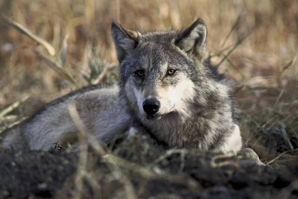 Soubor:Canis lupus laying in grass.jpg – Wikipedie