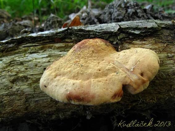 Hlinák červenající - Hapalopilus rutilans - Kudluv fotoatlas hub