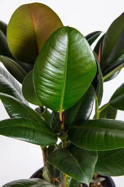 Fíkus, Ficus Elastica Robusta, vícekmenný, skladem | ZAZUMi.cz