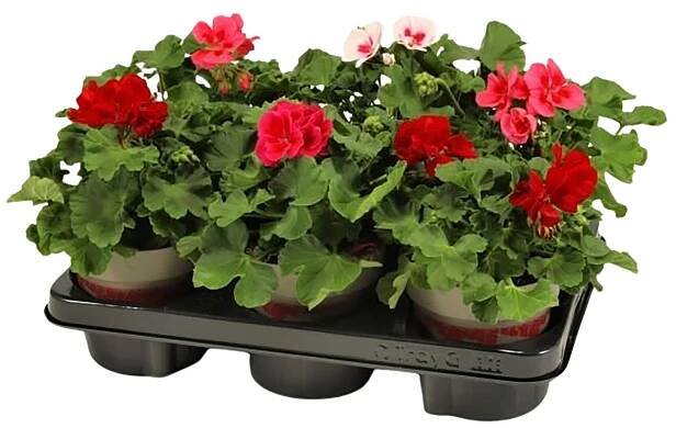 Landgard Pelargonie hybridní (Pelargonium interspecific) "Calliope" mix pr. 13cm nakoupit u OBI