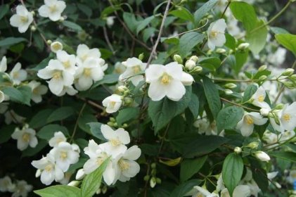 La celinda es un arbusto que produce flores blancas