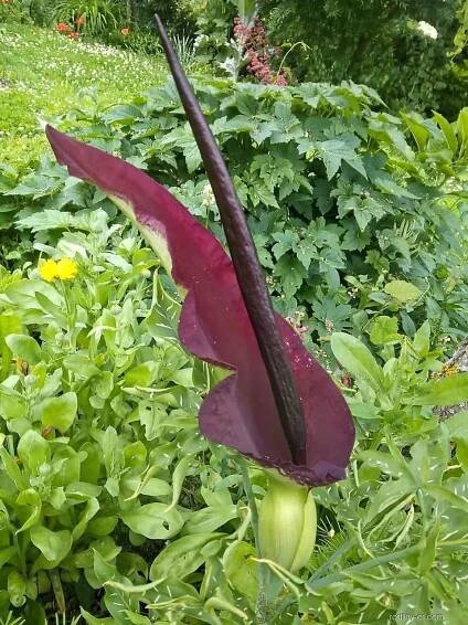 Drakovec obecný - Dracunculus vulgaris