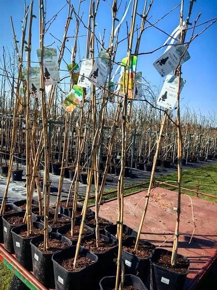 Ginkgo Biloba MIŁORZĄB DVOUKLAPOVÝ Stromek, velká sazenice Latinský název ginkgo biloba