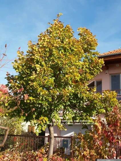 Lipa veľkolistá | Tilia platyphyllos (grandifolia) - Záhradníctvo ABIES