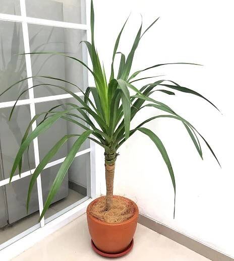 Cordyline Australis instagram @thesanhouse