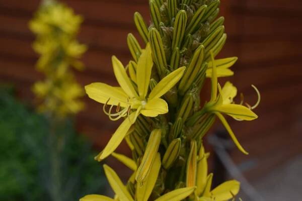 4b. Květy Asphodeline lutea