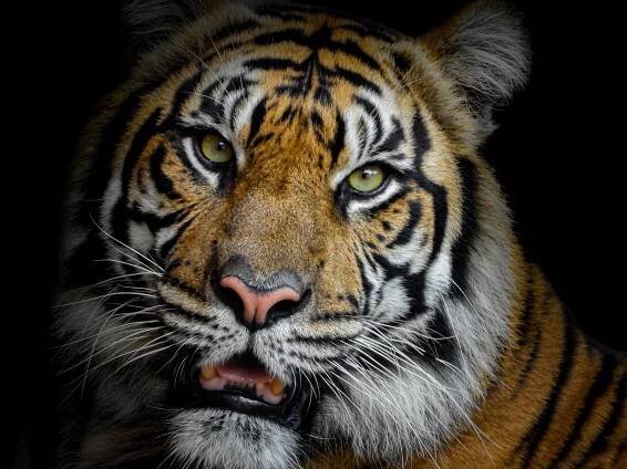 Elie Wolf Wildlife Conservation Art & Photography - TIGERS