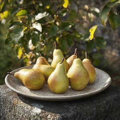 Hrušeň 'Konference' (Pyrus communis 'Konference') – částečně samosprašná odrůda s chutnými plody, ideální pro menší zahrady a snadné pěstování Částečně samosprašná odrůda hrušně s chutnými, šťavnatými