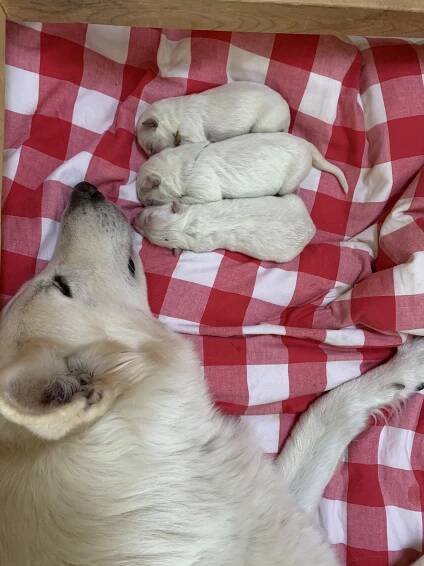 E-Litter – Rose Valley White Shepherds puppies - Kenai's Choice