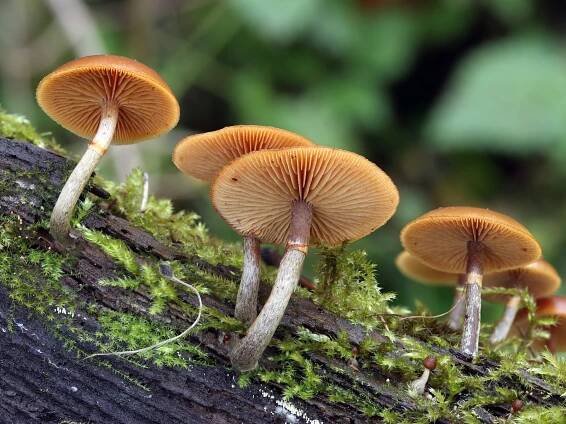 Galerina marginata - čepičatka jehličnanová - myko.cz