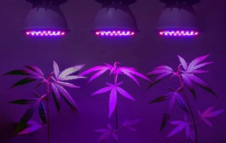 Best 200 Watts LED Grow Light To Raise Plants Indoors