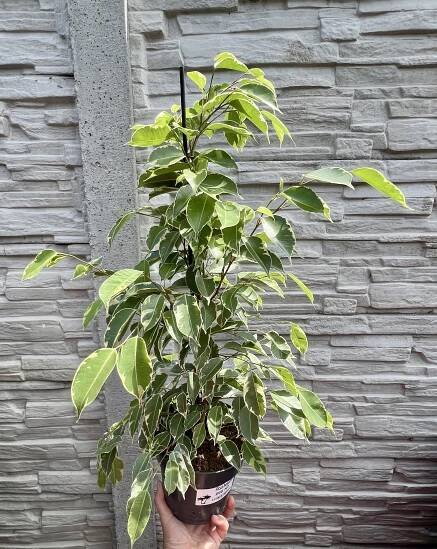 Ficus benjamina panache, cca 50 cm