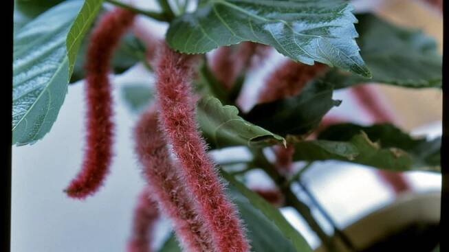 Akalyfa / Acalypha hispida