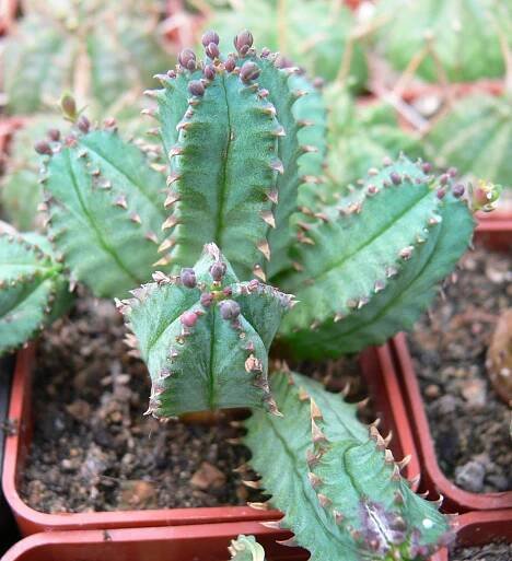 Euphorbia tubiglans - Palkowitschia