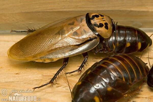 Cockroach Photos, Cockroach Images, Nature Wildlife Pictures | NaturePhoto