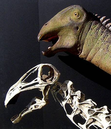 Flesh Mounts | Paul Sereno - Paleontologist | The University of Chicago
