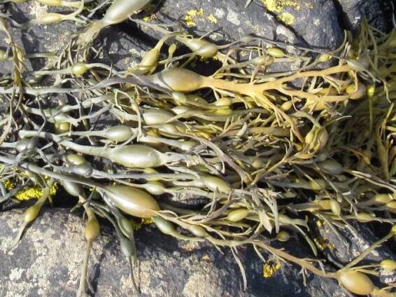 Ascophyllum nodosum