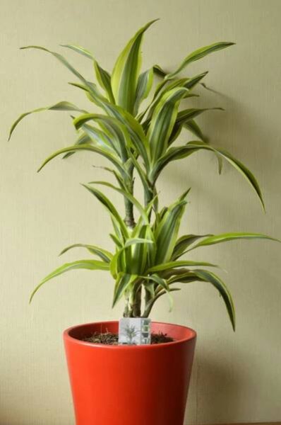 Dracéna voňavá (Dracaena fragrans) 