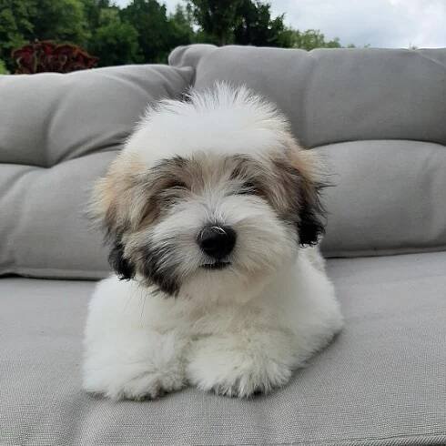 Coton de tulear – "Coton de la Silesie" – Kennel Coton de Tulear