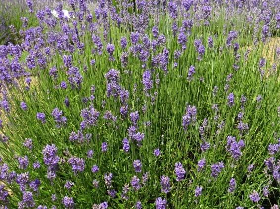 Lavandula angustifolia Munstead | Bylinky a koření |Zahradnictví Franc 