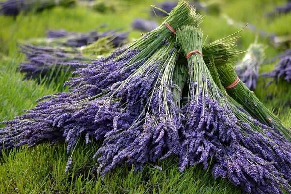 Photos of Kitty B's Lavender Farm
