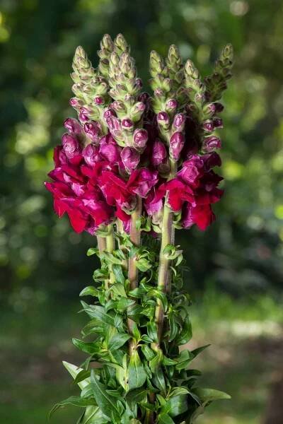 SNAPDRAGON - Flores Silvestres