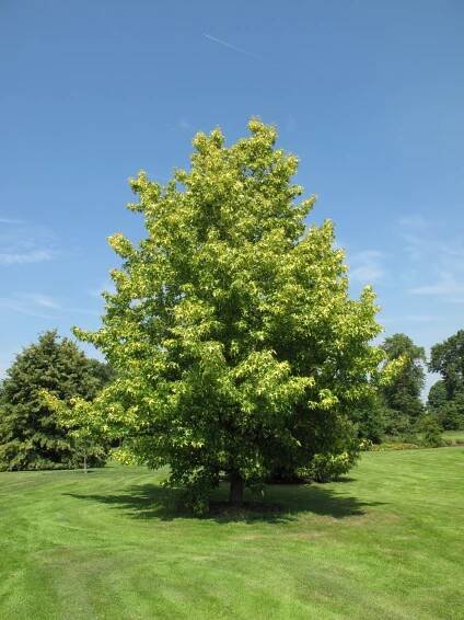 Liquidambar styraciflua 'Aurea' | ambroň západní 'Aurea' - Van den Berk školky