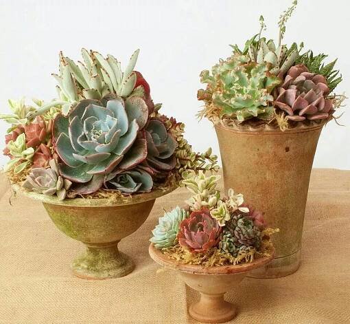 Succulents | Succulents garden, Planting succulents, Succulent garden design