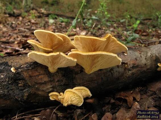 Hlíva chlupatá - Panus neostrigosus - Kudluv fotoatlas hub