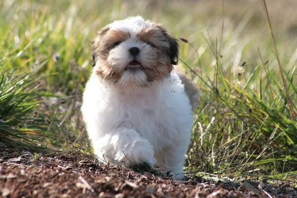 Charakteristika plemene Shih Tzu pro a proti: popis plemene psa s fotografiemi, typy střihů, cena, povaha, výživa