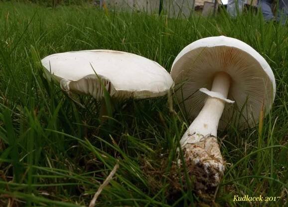 Bedla zardělá - Leucoagaricus leucothites - Kudluv fotoatlas hubKudluv fotoatlas hub