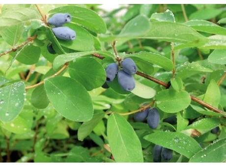 Lonicera caerulea ´Aurora´  / Zimolez kamčatský, 30-40 cm, K12